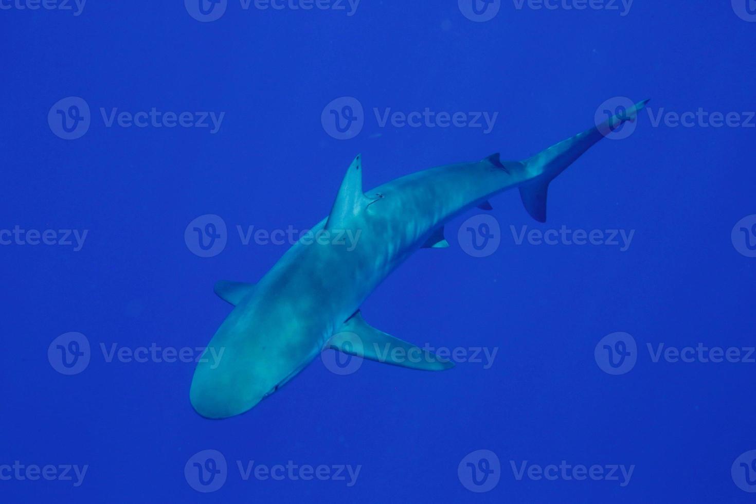 Shark in open water photo