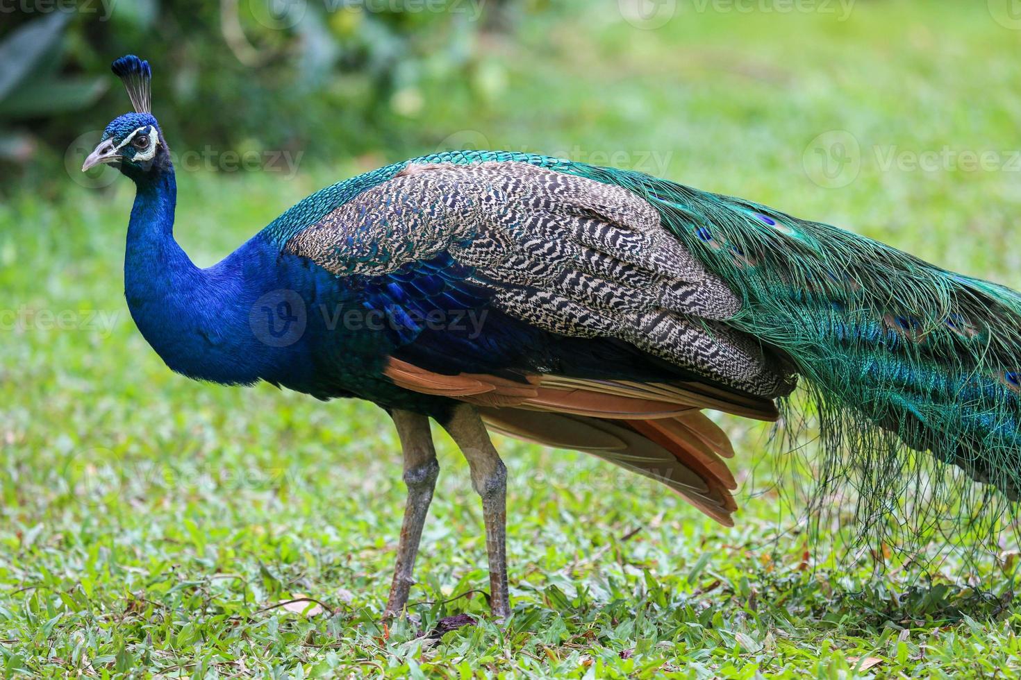 Walking Peacock in the garden photo