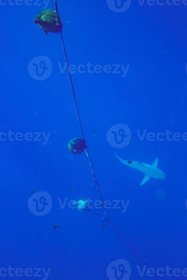 Shark deep below in open water photo