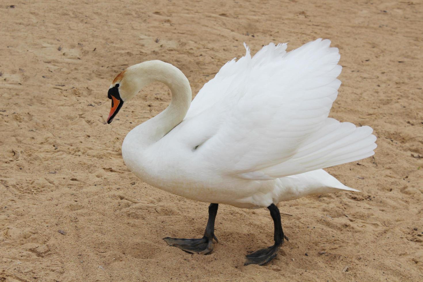 Swan on a sandy background. White big wild bird photo