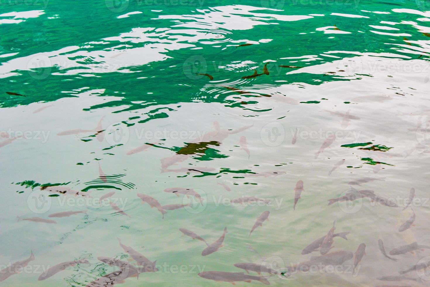 Parque nacional de los lagos de plitvice peces bajo el agua en croacia de agua clara. foto