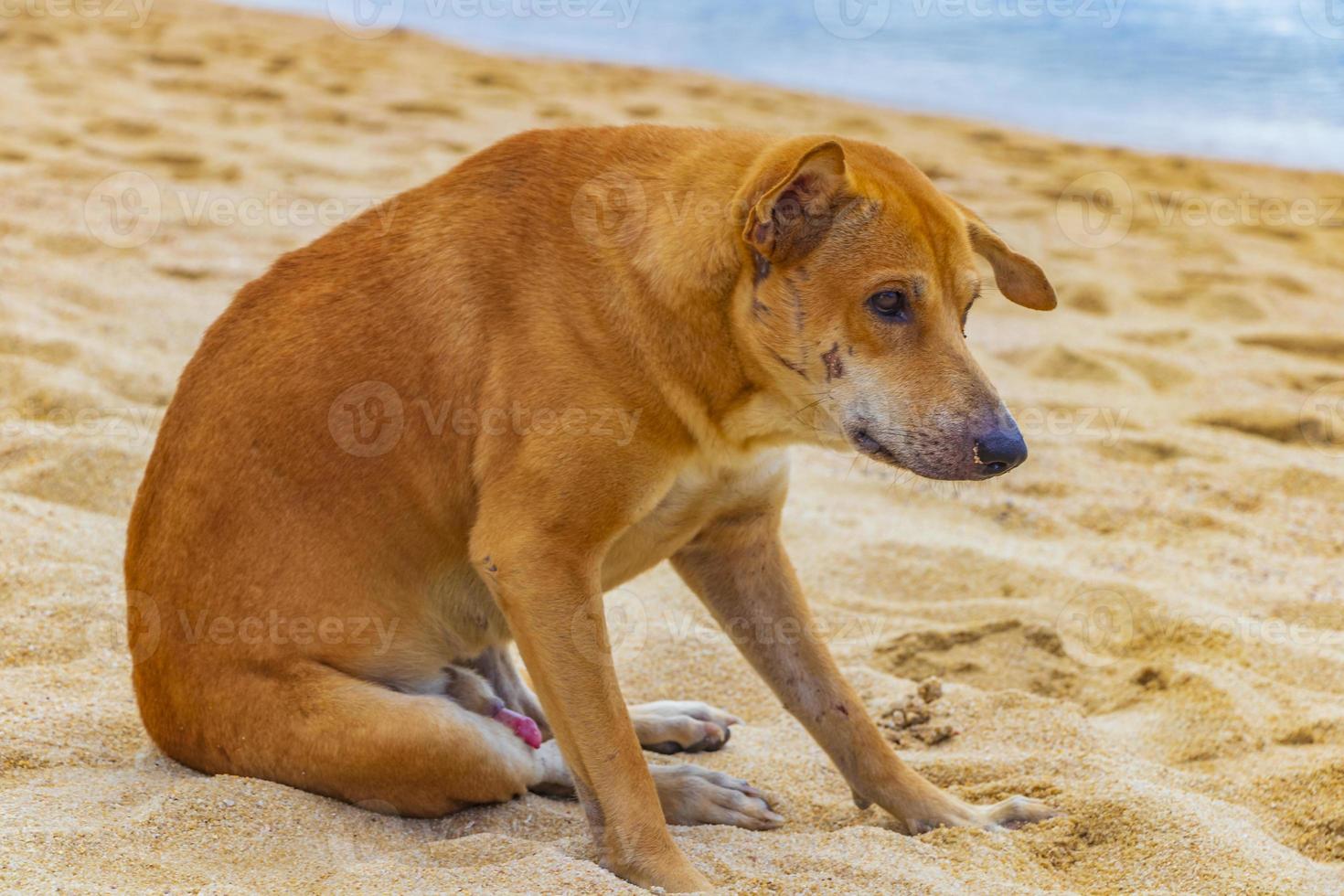 Perro callejero triste y hambriento en la playa de Tailandia. foto