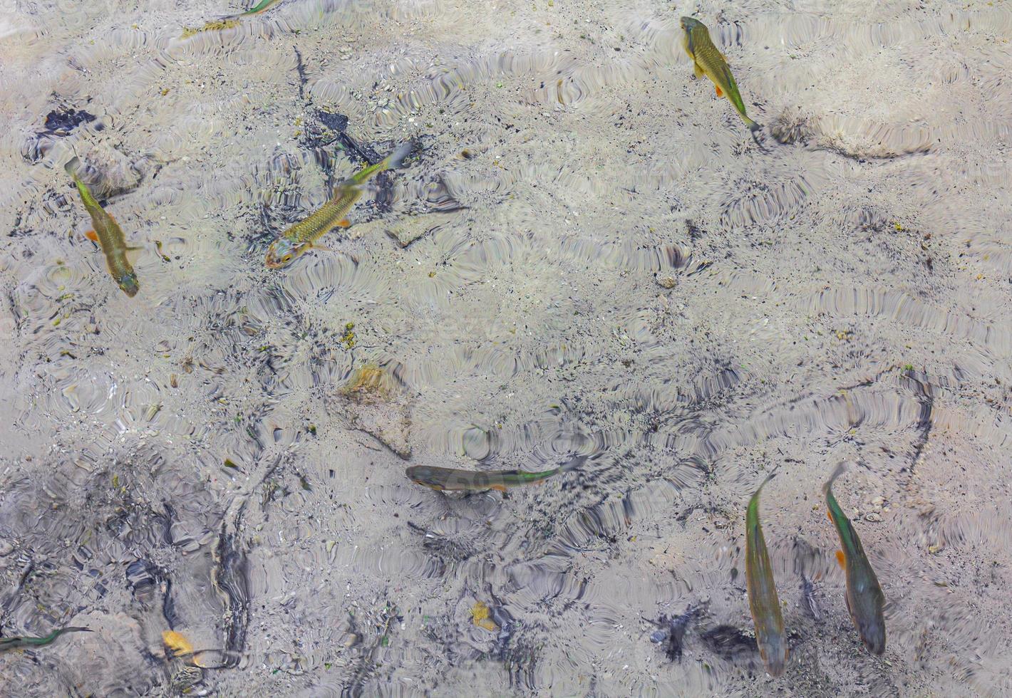 Parque nacional de los lagos de plitvice peces bajo el agua en croacia de agua clara. foto