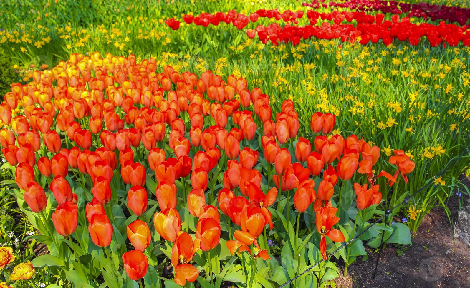 muchos tulipanes narcisos parque keukenhof lisse holanda países bajos. foto