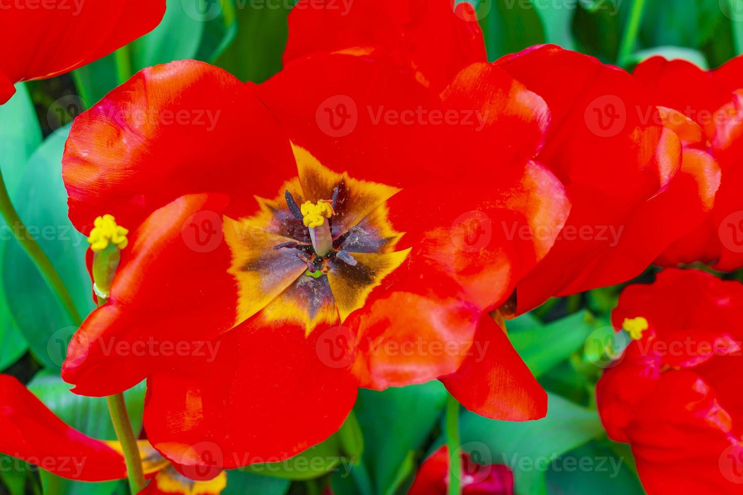 coloridos tulipanes narcisos en el parque keukenhof lisse holanda países bajos. foto