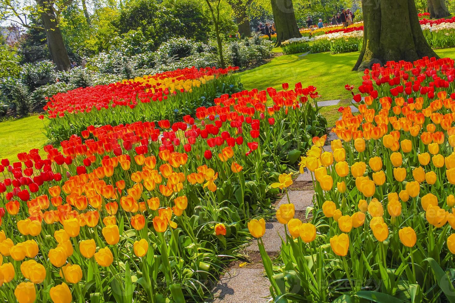 coloridos tulipanes narcisos en el parque keukenhof lisse holanda países bajos. foto