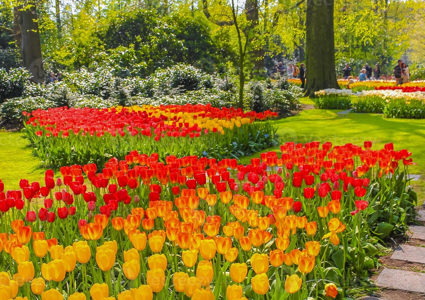 muchos coloridos tulipanes narcisos keukenhof lisse holanda países bajos. foto