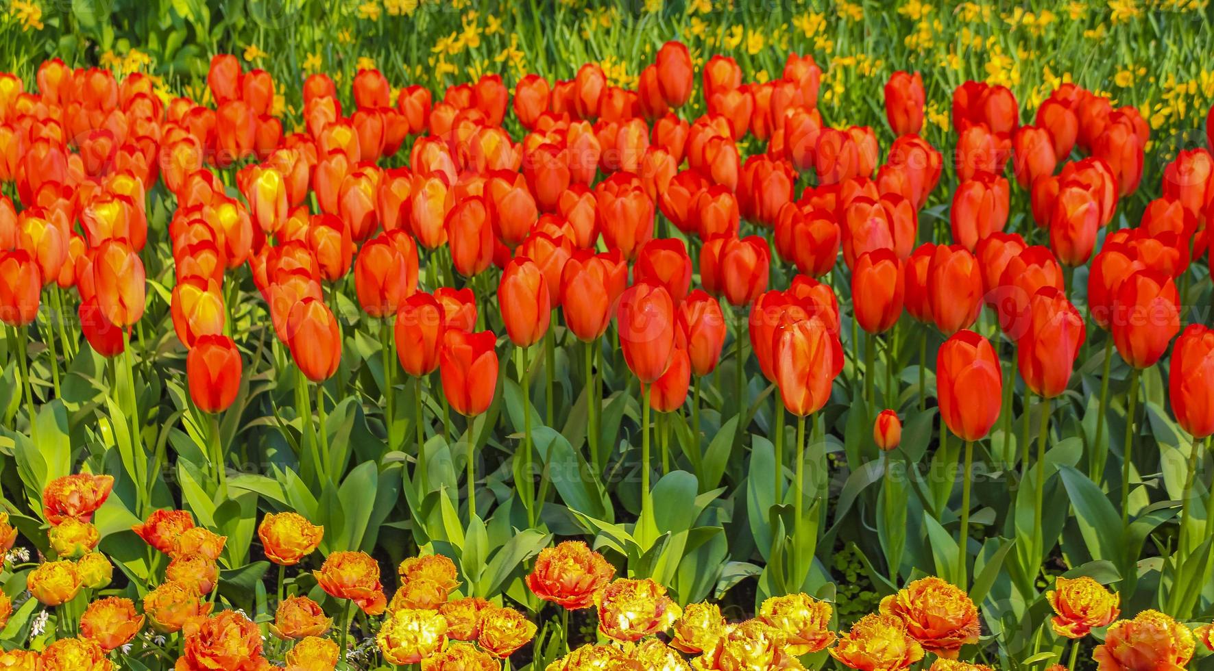 Many colorful tulips daffodils Keukenhof Lisse Holland Netherlands. photo