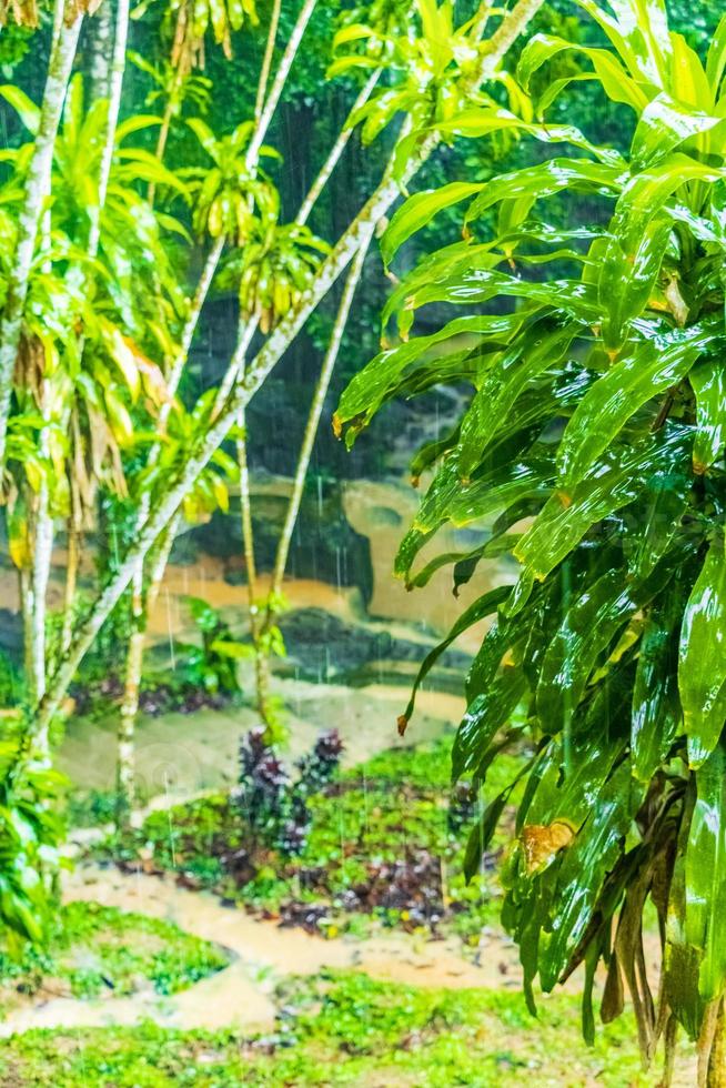 lluvia monzónica cascada de alquitrán nim jardín mágico secreto koh samui. foto