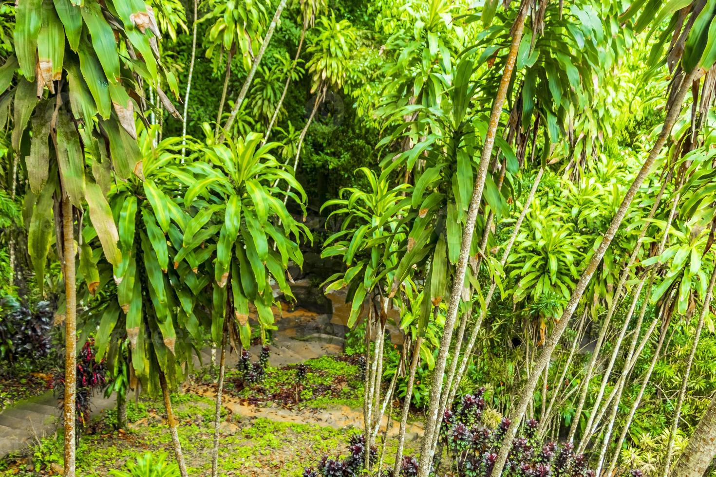 lluvia monzónica cascada de alquitrán nim jardín mágico secreto koh samui. foto