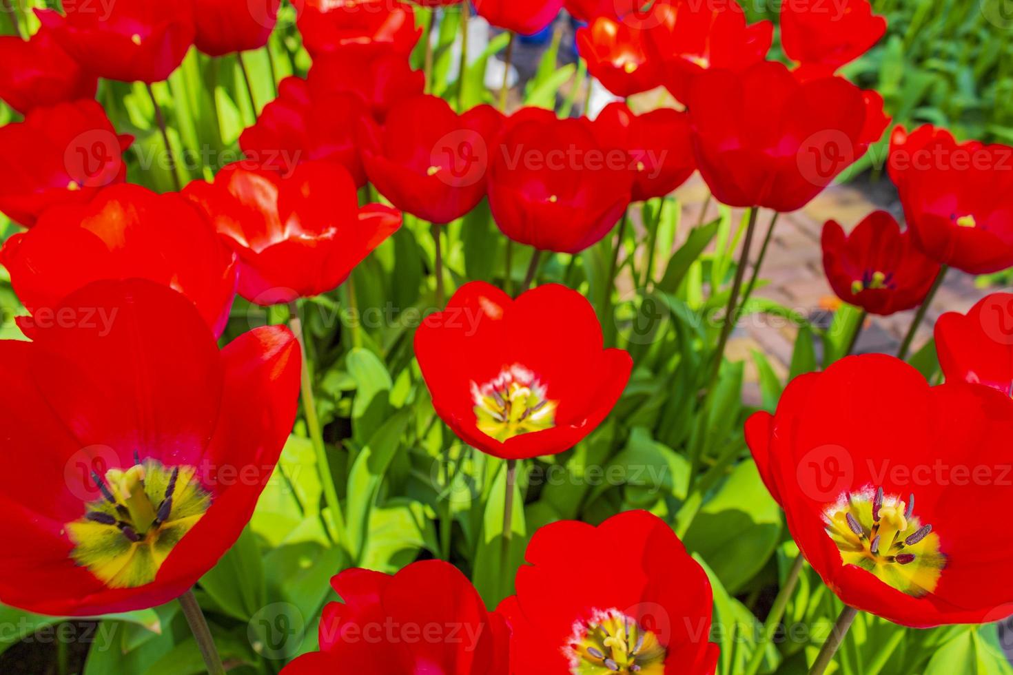 coloridos tulipanes narcisos en el parque keukenhof lisse holanda países bajos. foto