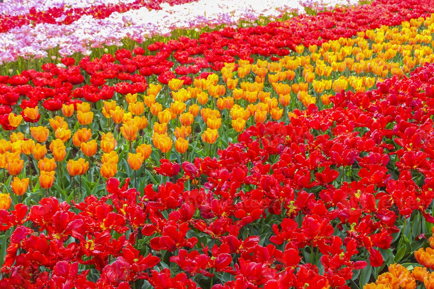 coloridos tulipanes narcisos en el parque keukenhof lisse holanda países bajos. foto