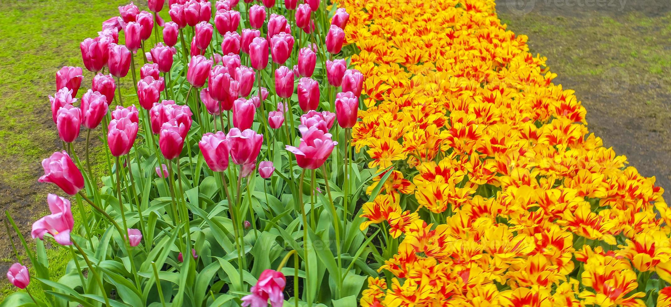 Colorful tulips daffodils in Keukenhof park Lisse Holland Netherlands. photo