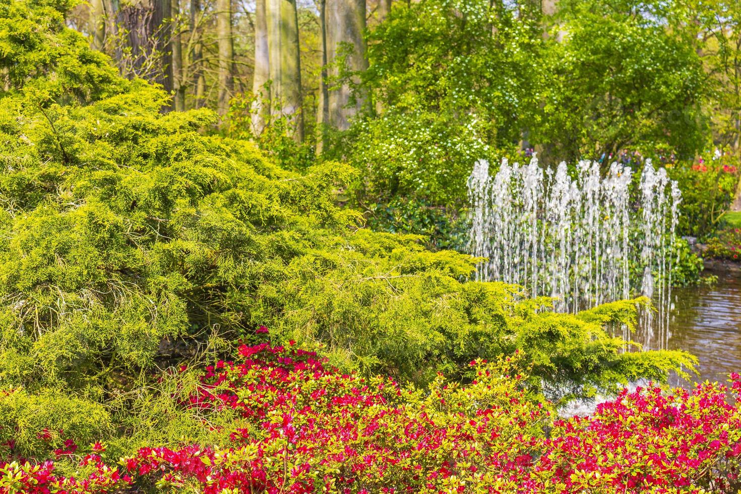 coloridos tulipanes narcisos en el parque keukenhof lisse holanda países bajos. foto