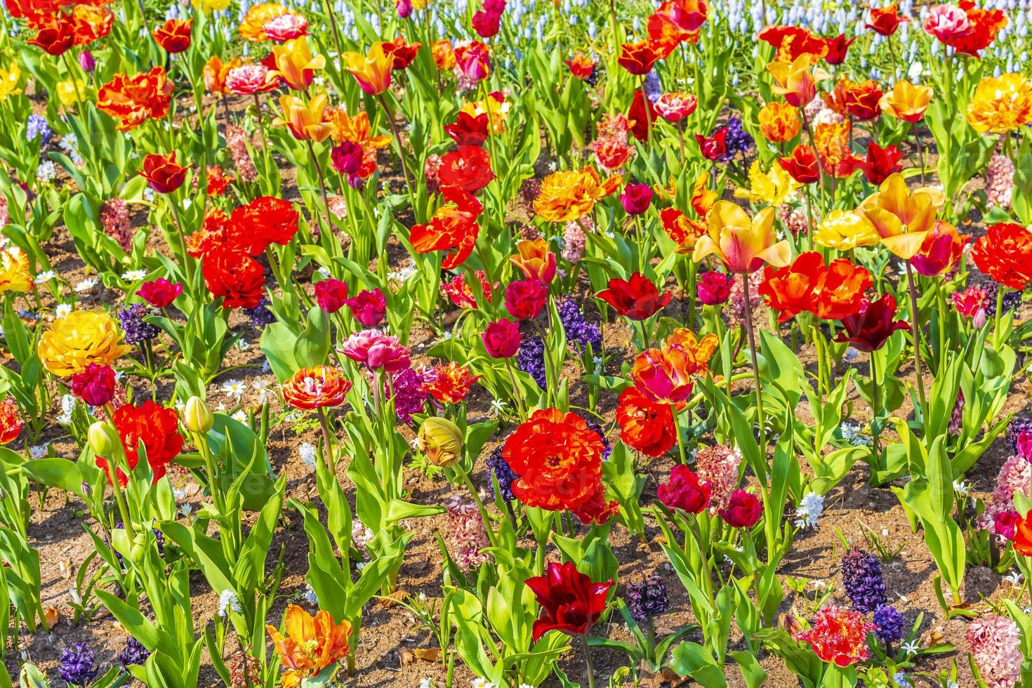 Colorful tulips daffodils in Keukenhof park Lisse Holland Netherlands. photo