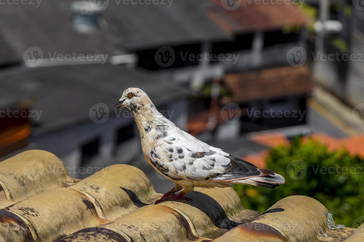 paloma blanca en el techo en angra dos reis brasil. foto