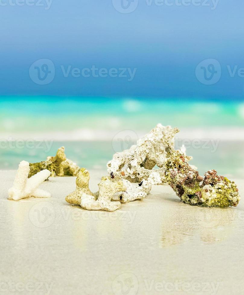 corales de arena de playa blanca y conchas en el atolón rasdhoo maldivas. foto