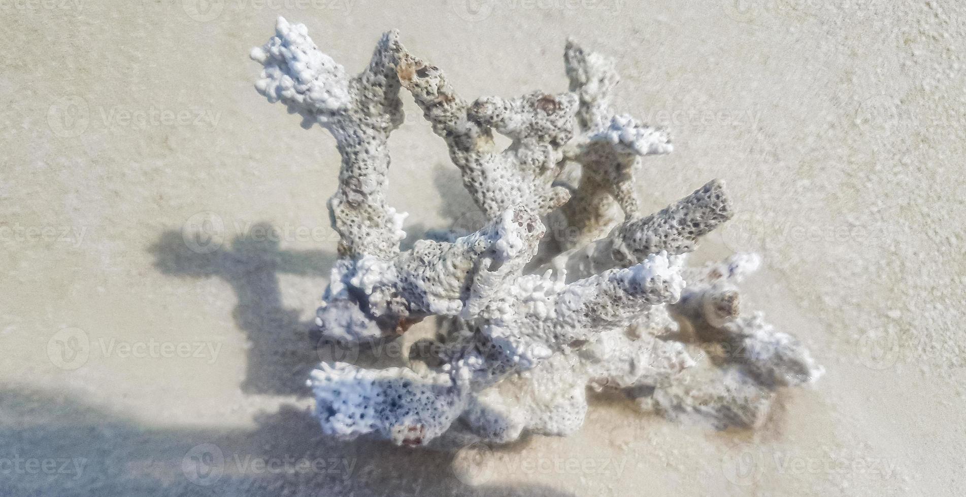 corales de arena de playa blanca y conchas en el atolón rasdhoo maldivas. foto