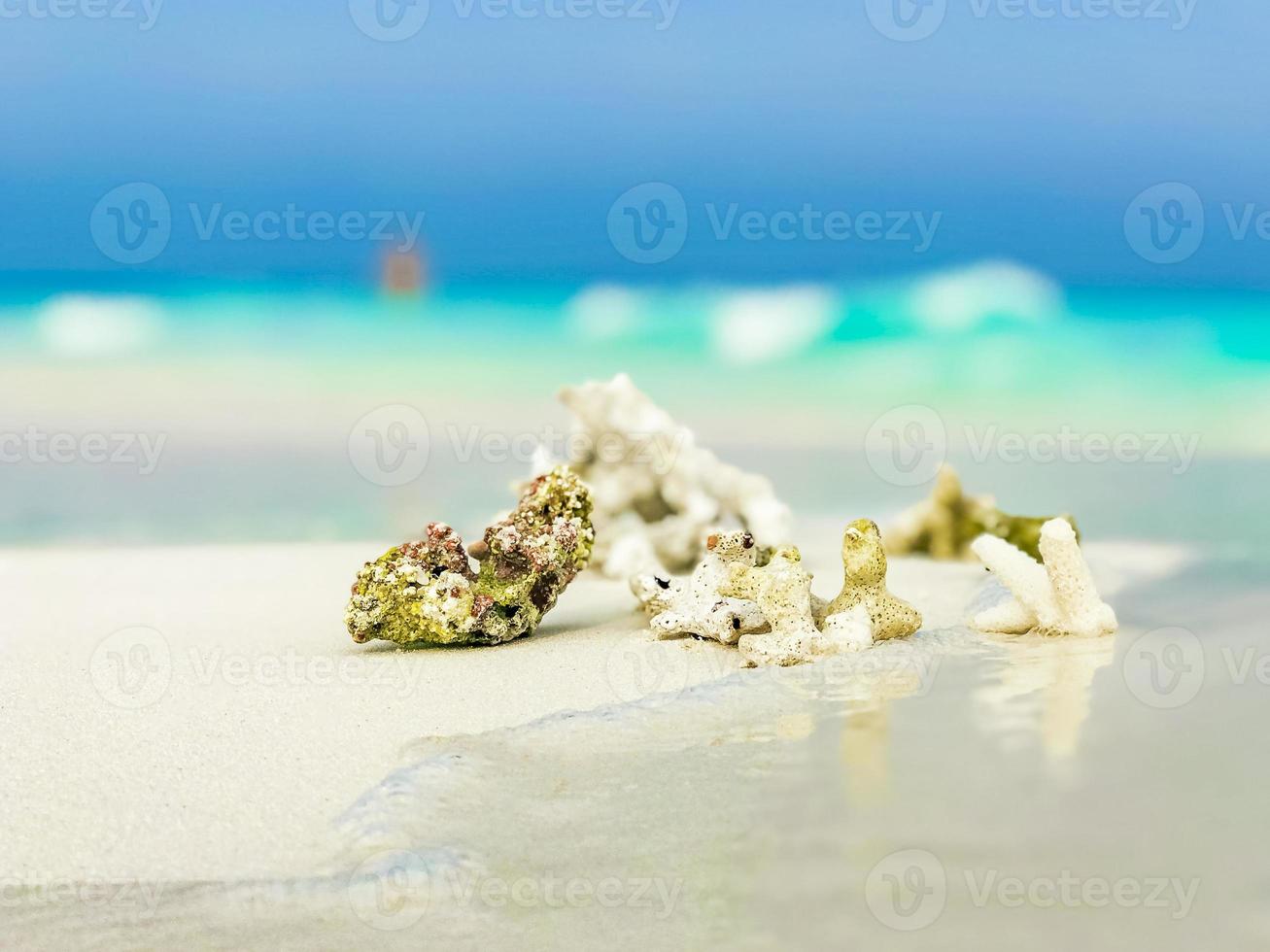 corales de arena de playa blanca y conchas en el atolón rasdhoo maldivas. foto