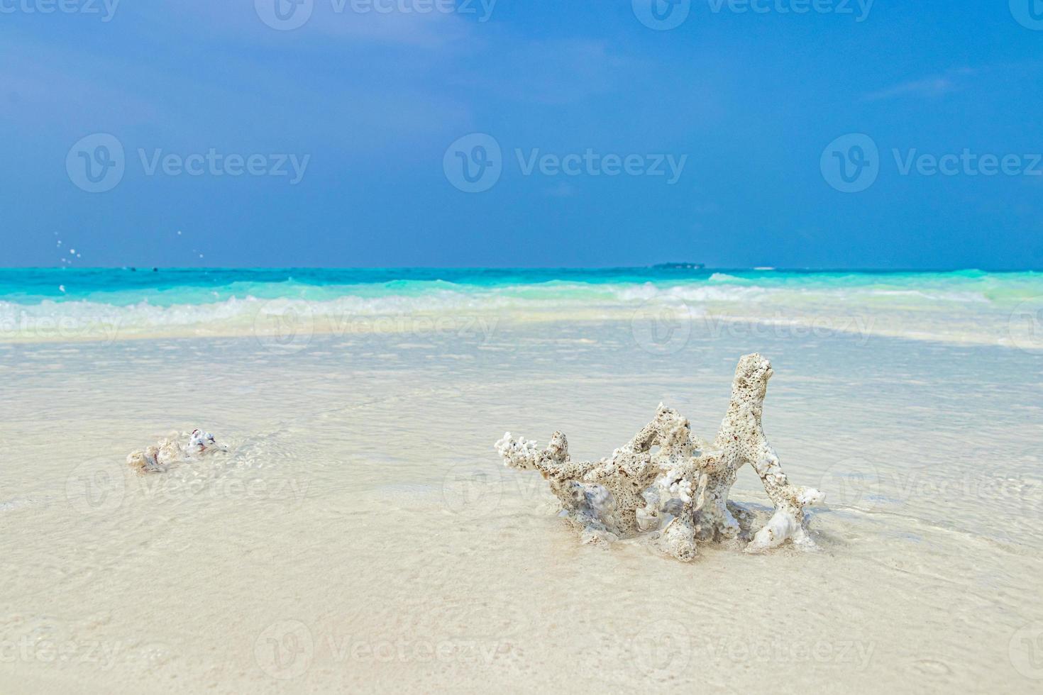 corales de arena de playa blanca y conchas en el atolón rasdhoo maldivas. foto