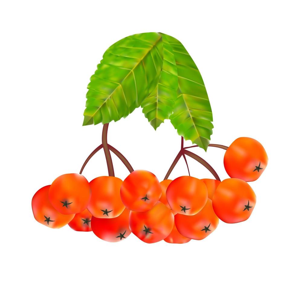 Rowan Berries and Leaves Vector Illustration