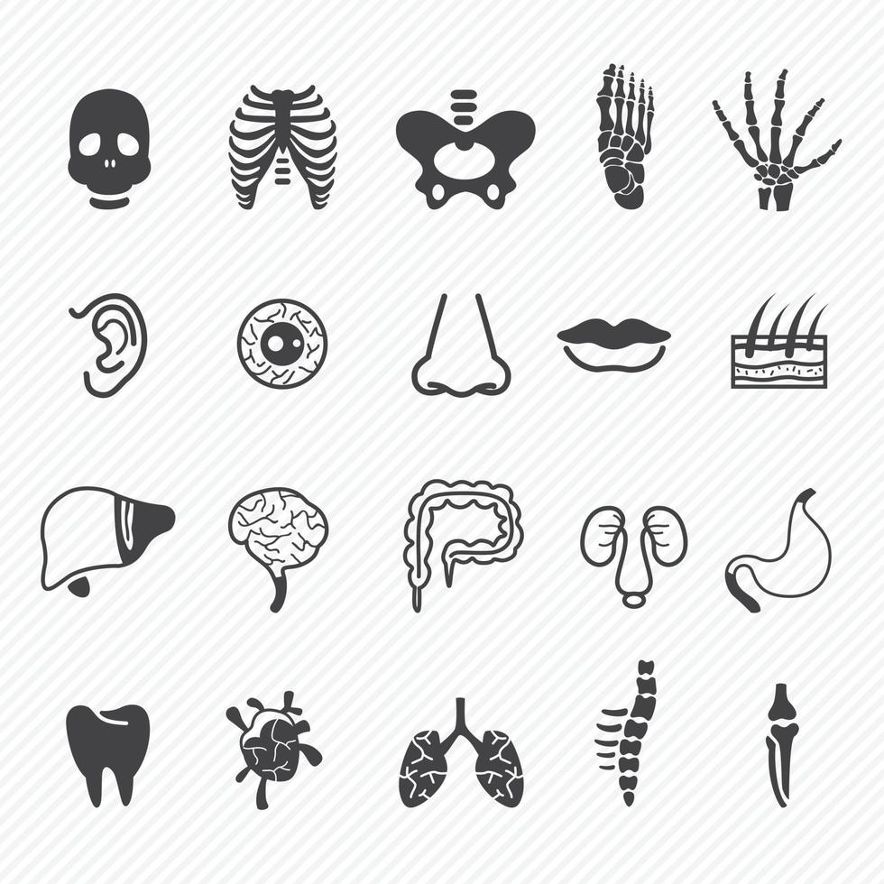 conjunto de ilustración de iconos de anatomía humana vector