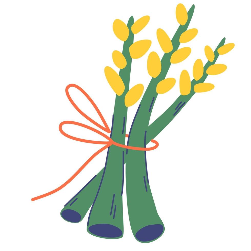 Bunch of asparagus. Fresh tasty asparagus tied with a ribbon. vector