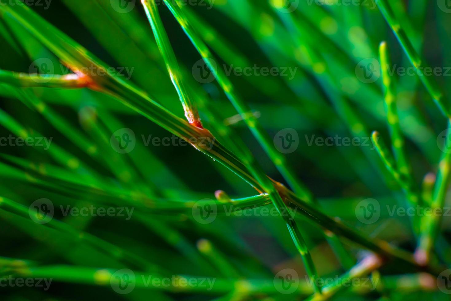 Abstract Beautiful tropical green foliage focuses only photo