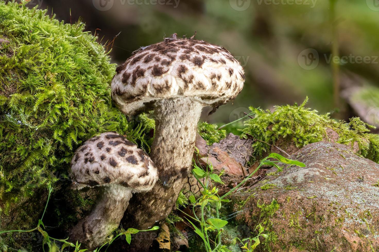 anciano de los bosques seta strobilomyces strobilaceus foto