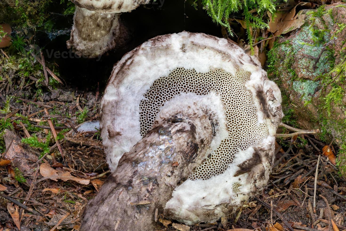 Detail shot of the bottom of a Old Man of the Woods Mushroom photo