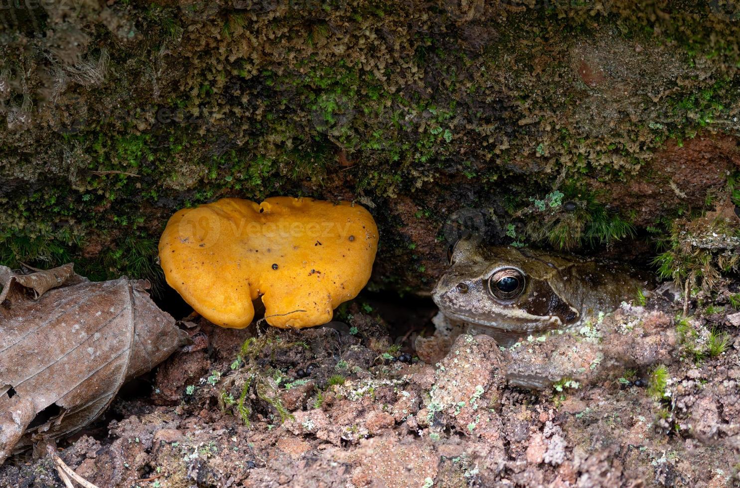 La rana común camuflada se sienta junto a un rebozuelo amarillo en una grieta foto