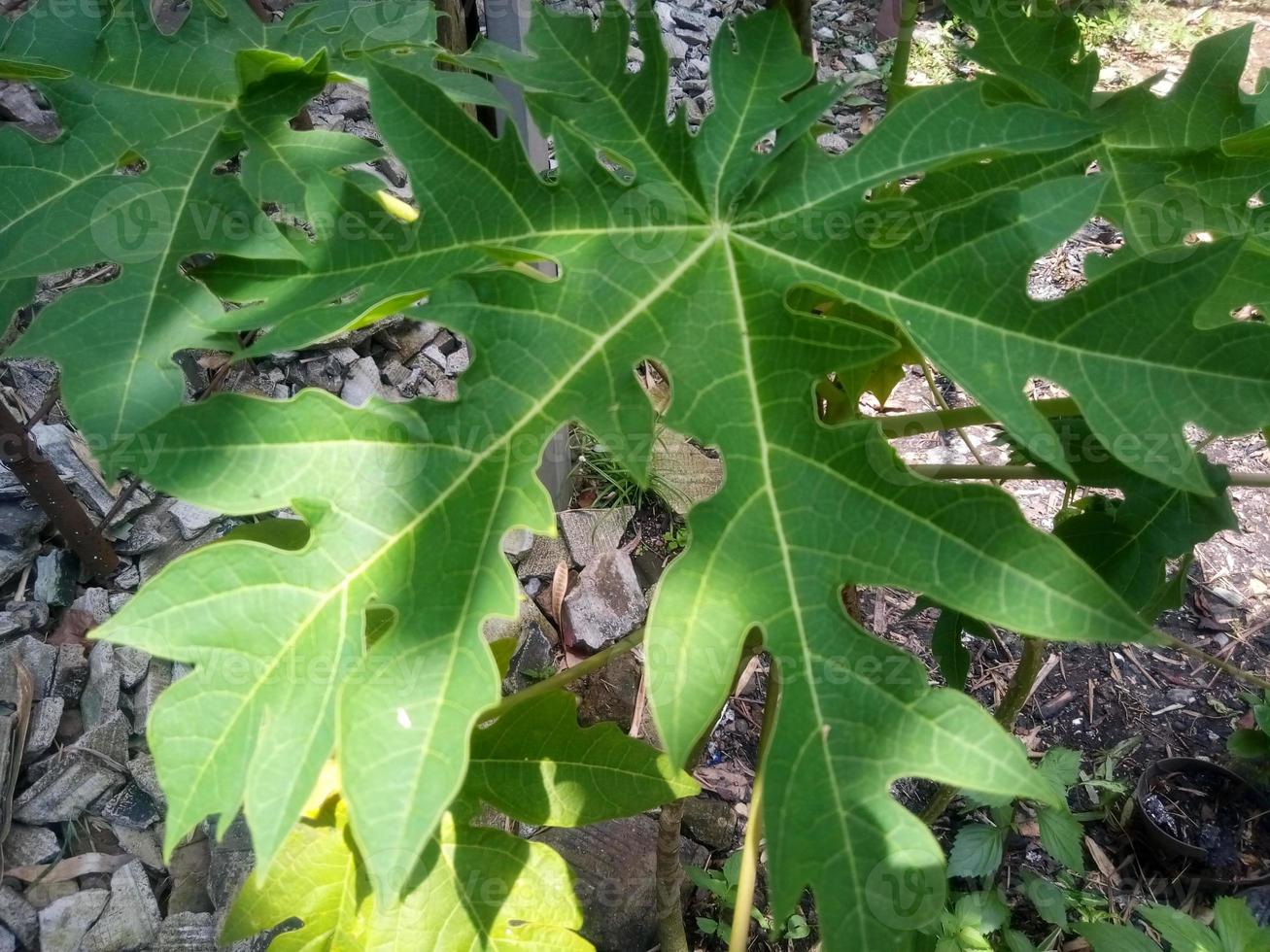 Fresh Green Papaya Leaves photo