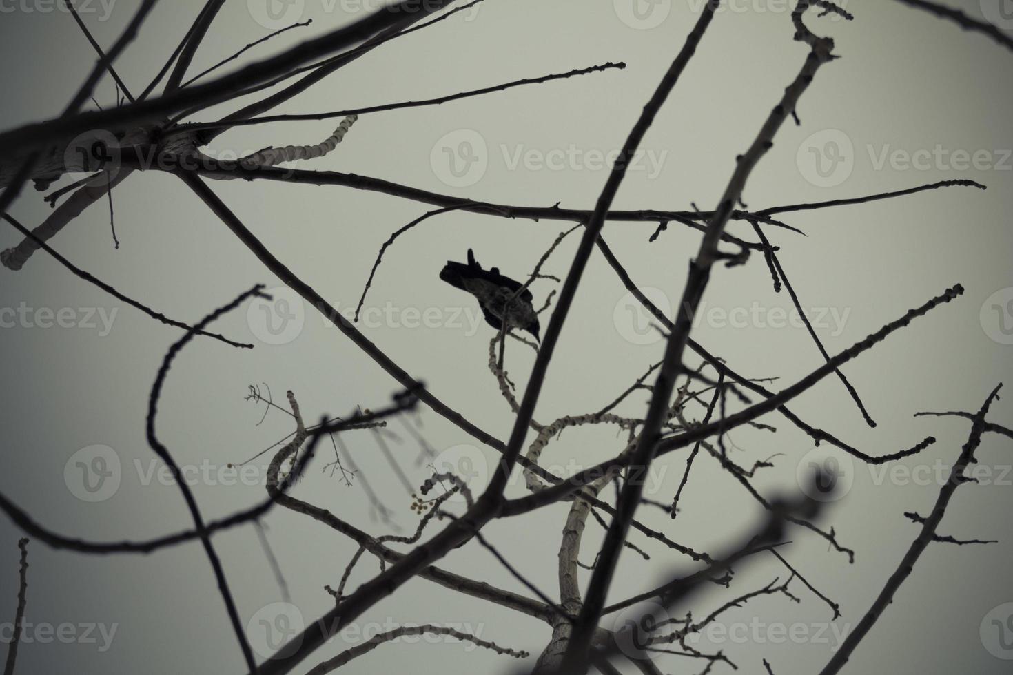 Crow on tree branches photo