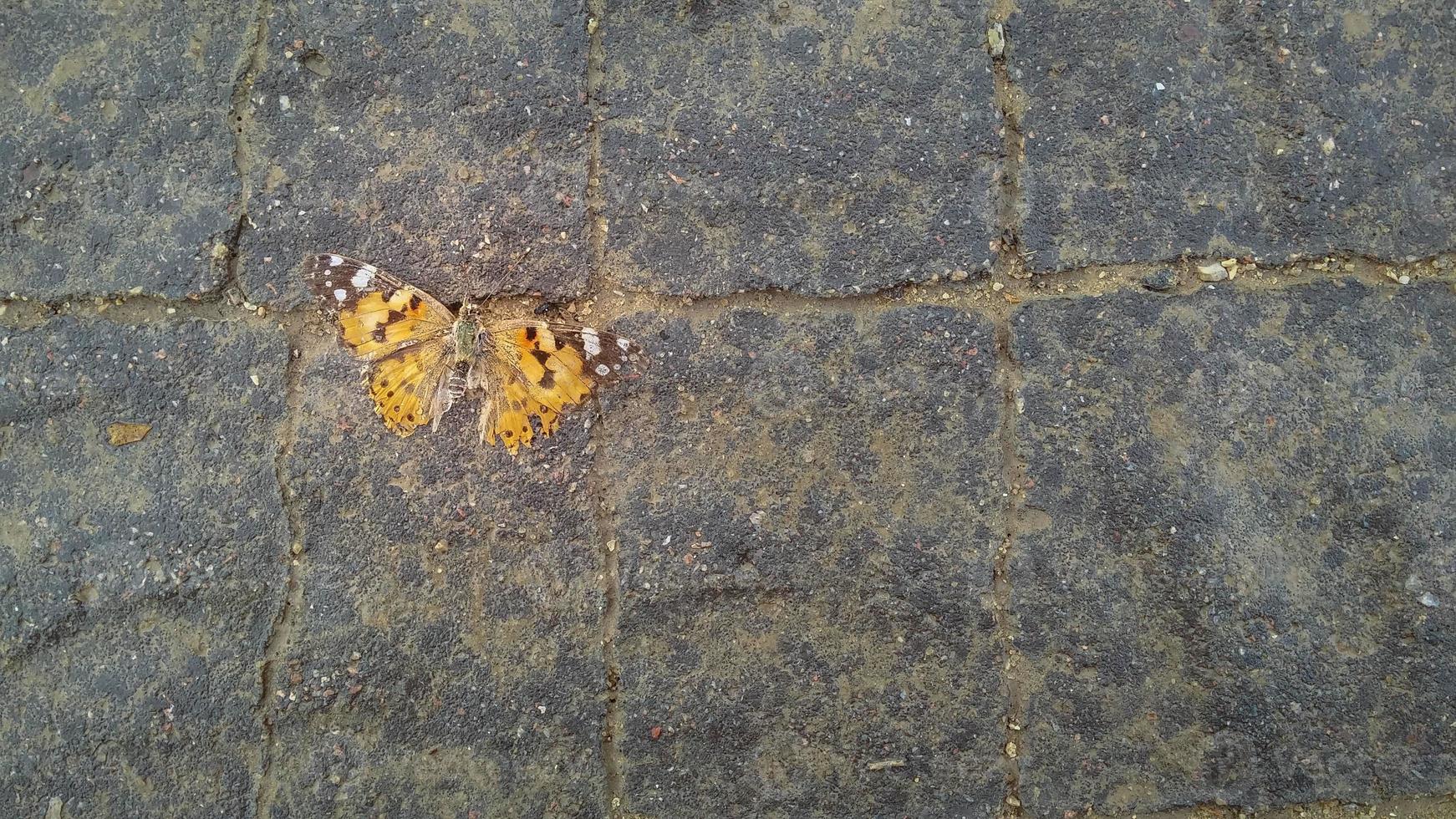 Dead orange butterfly on the pavement photo