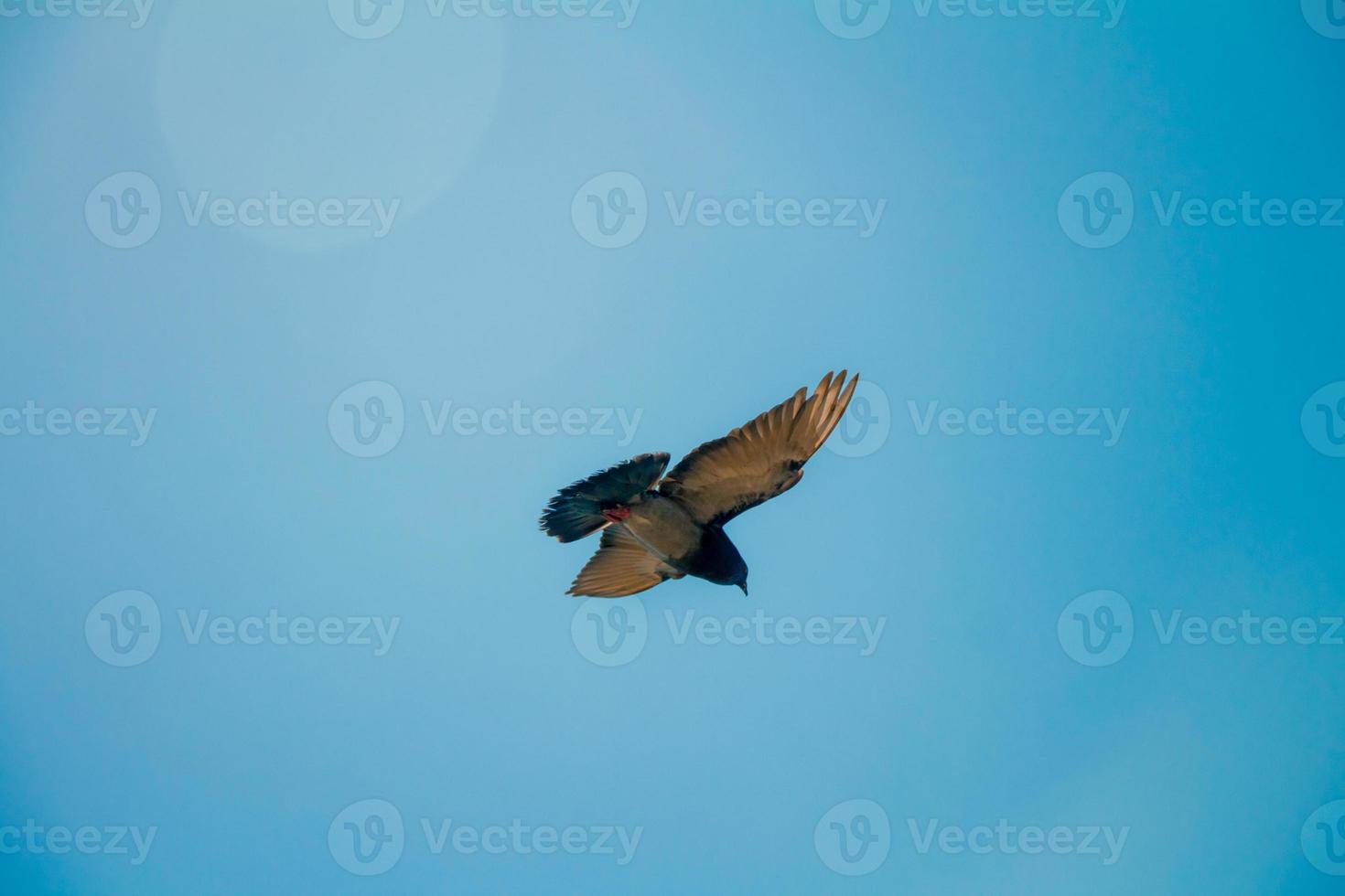 bajo ángulo de una paloma volando en el cielo foto