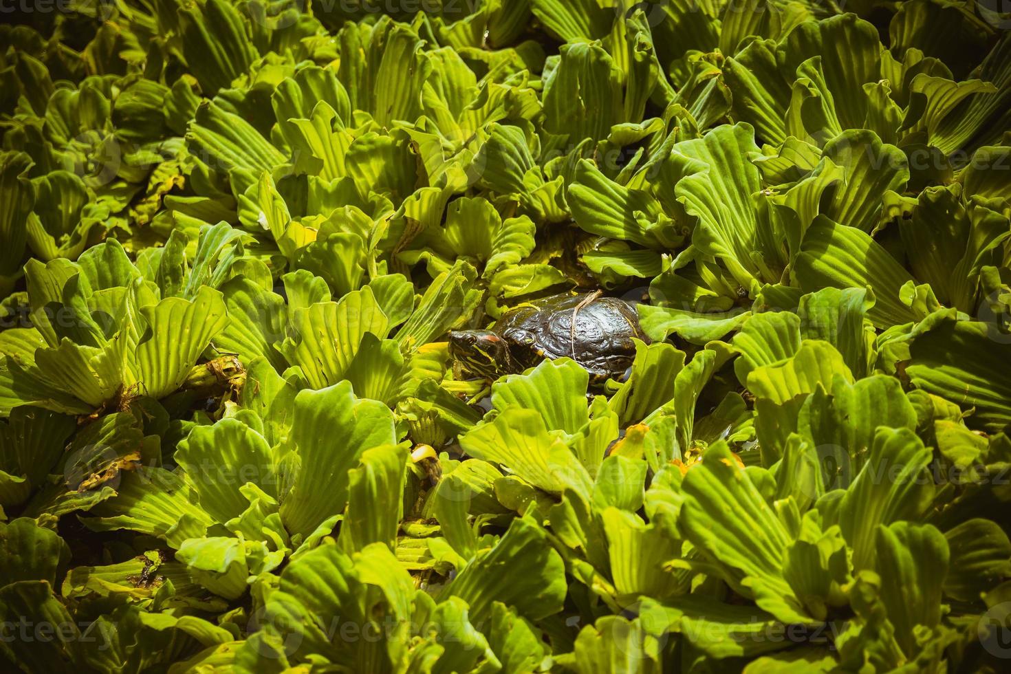 Japanese turtle peeking from leaves photo