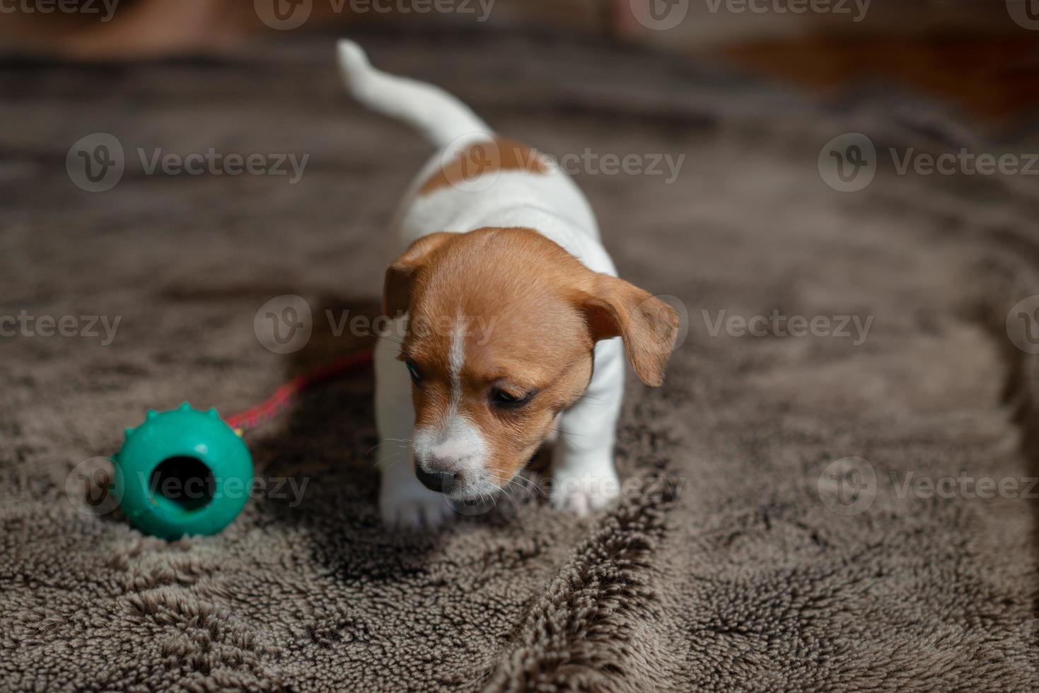 cachorro jack russell juega con sus juguetes. foto