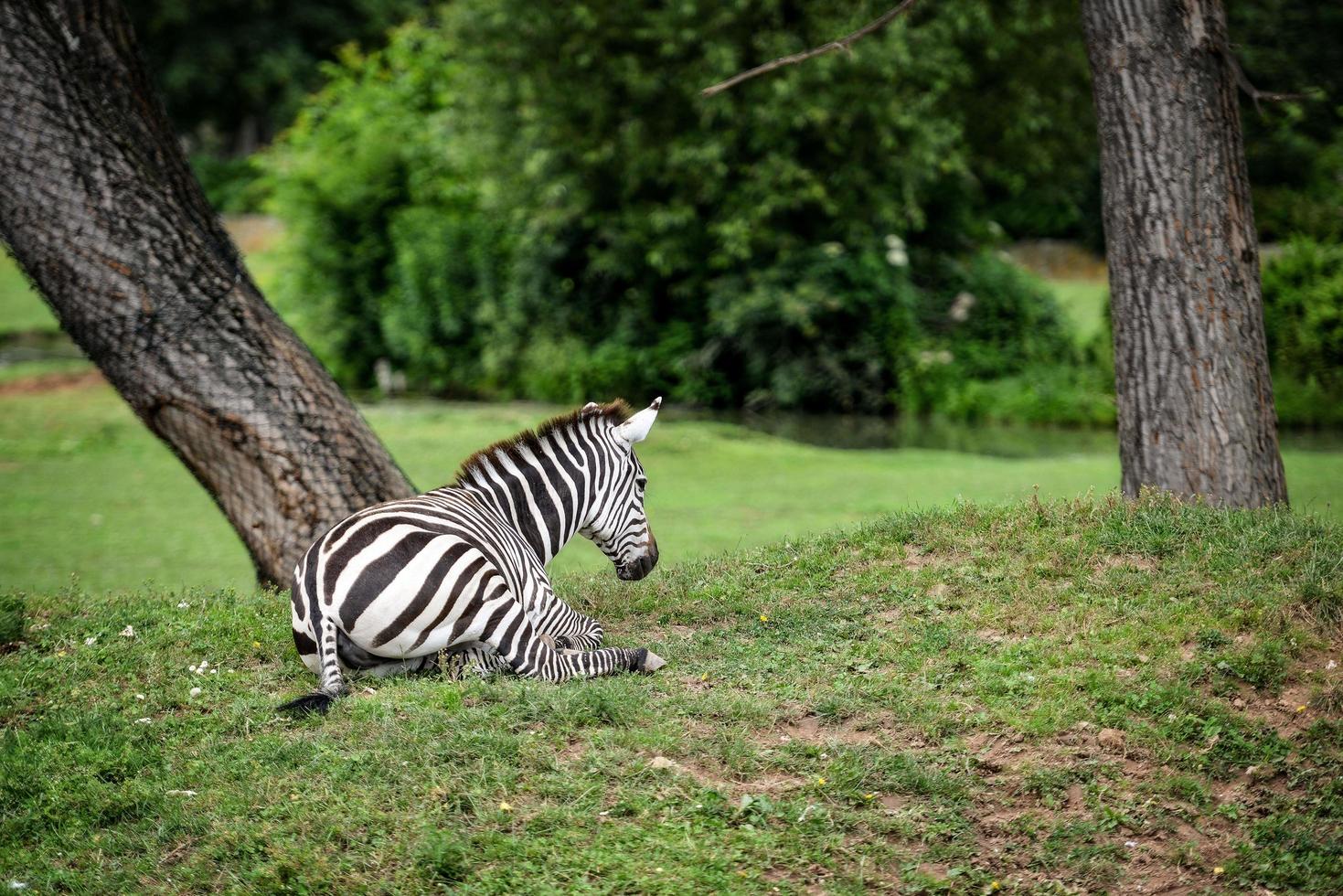 Animal close-up photography. Zebra in the wild. photo