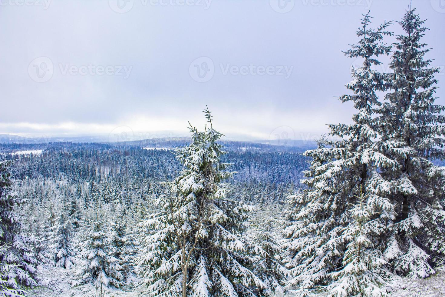 Winter forest landscape in the Brocken mountain, Harz, Germany photo