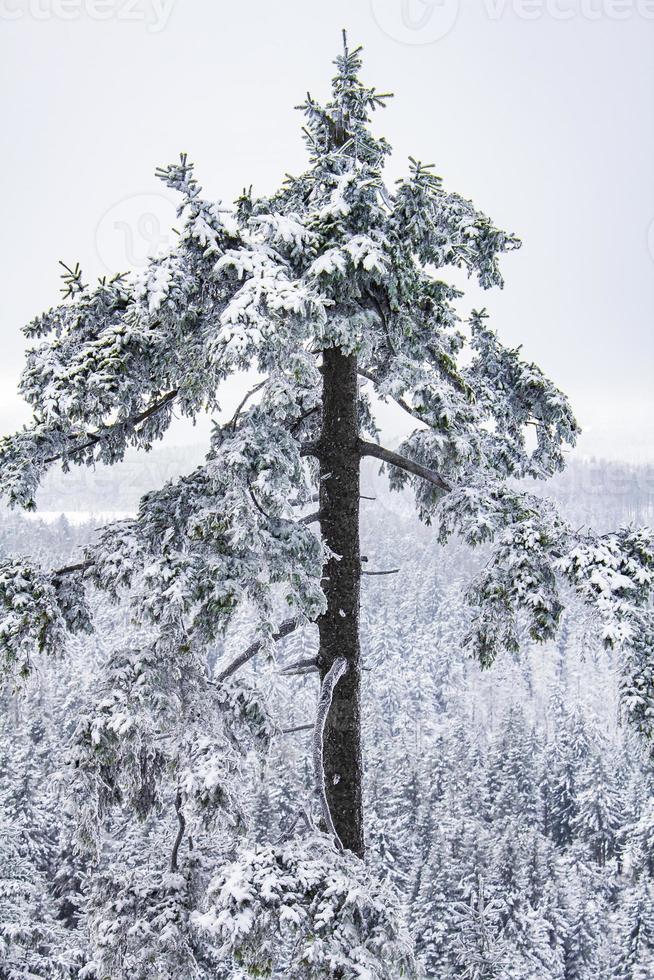 Paisaje de bosque de invierno en la montaña Brocken, Harz, Alemania foto