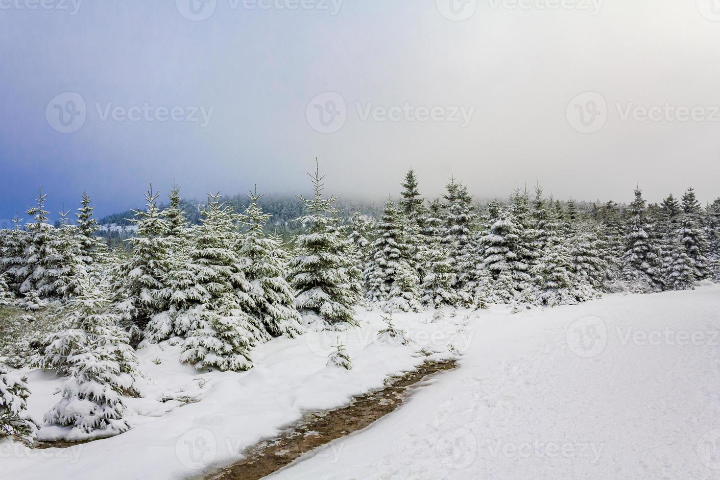 Paisaje de bosque de invierno en la montaña Brocken, Harz, Alemania foto