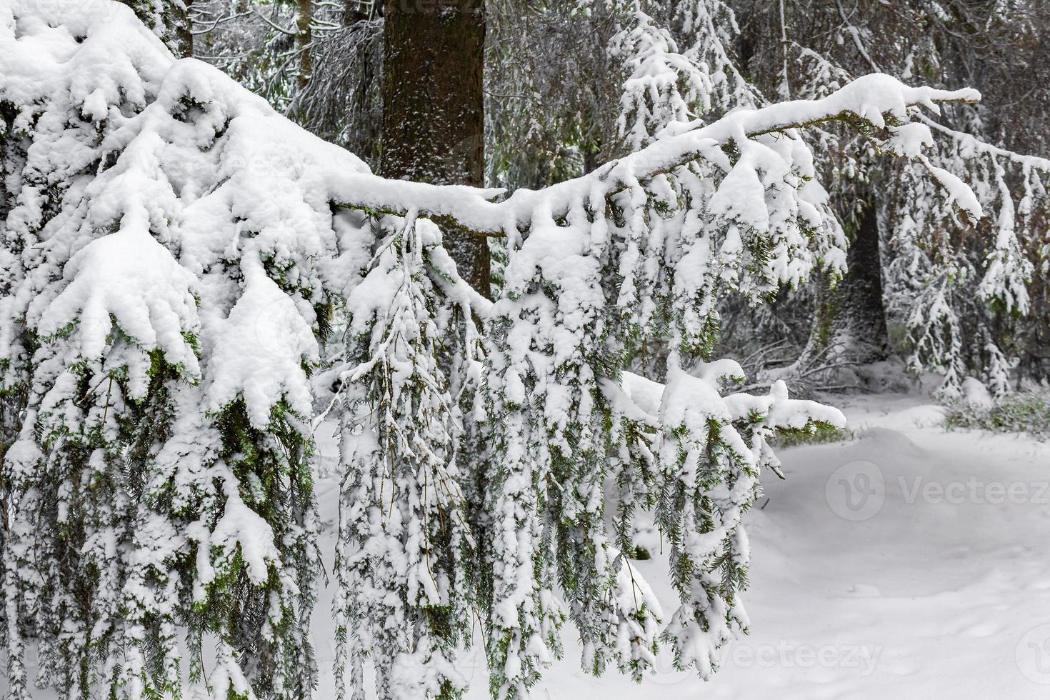 Winter forest landscape in the Brocken mountain, Harz, Germany photo