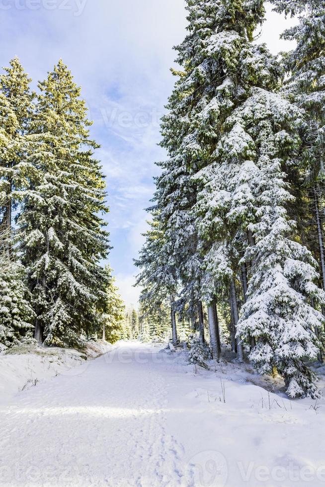 Paisaje de bosque de invierno en la montaña Brocken, Harz, Alemania foto
