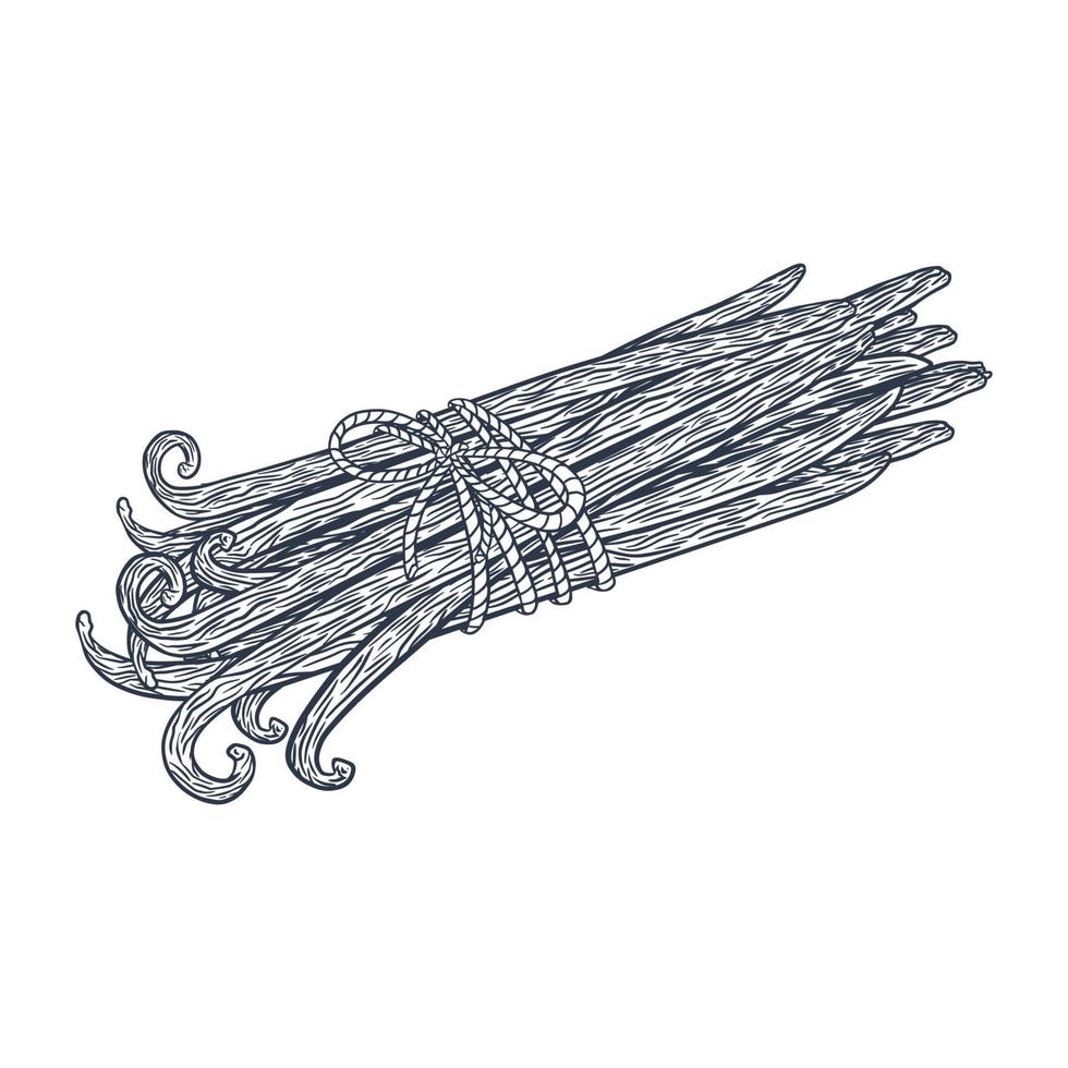 Line Art Vanilla Sticks Tied Bunch Engraved Illustration vector