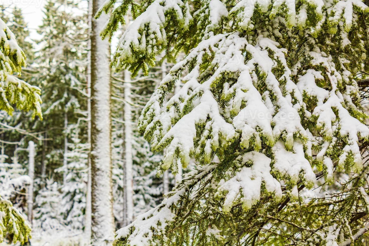 Winter forest landscape in the Brocken mountain, Harz, Germany photo