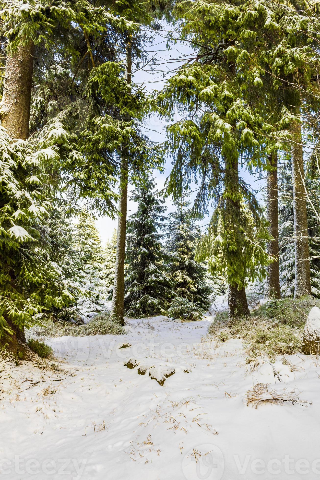 Winter forest landscape in the Brocken mountain, Harz, Germany photo