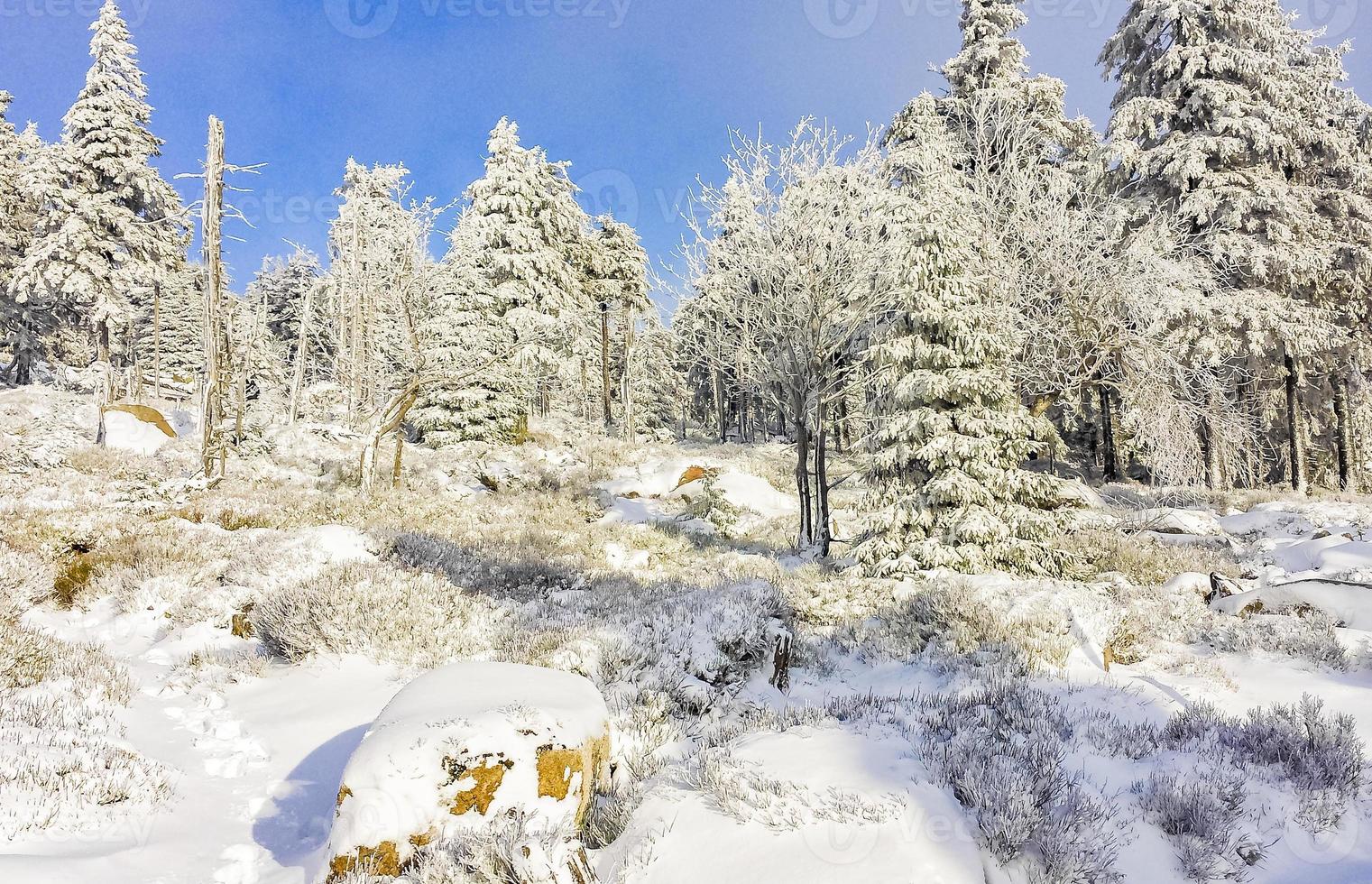 Árboles cubiertos de nieve en la montaña Brocken, montañas Harz, Alemania foto