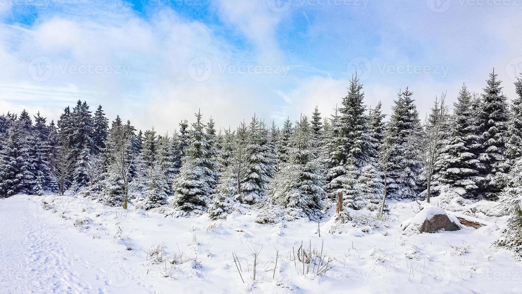 Árboles cubiertos de nieve en la montaña Brocken, montañas Harz, Alemania foto