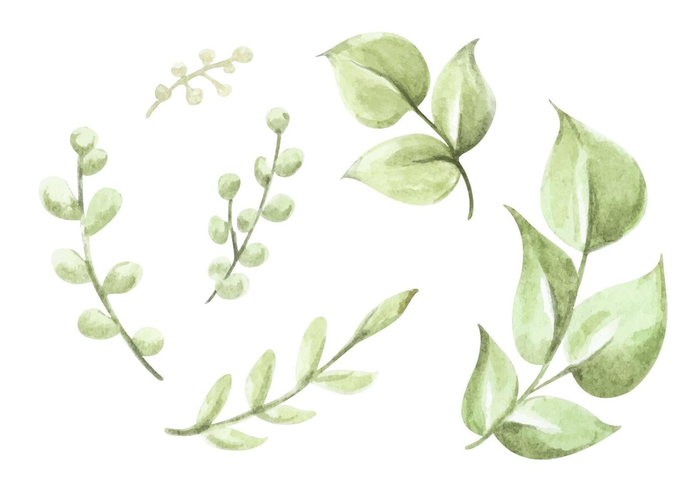 Green leaves elements collection. Watercolor floral illustration. vector