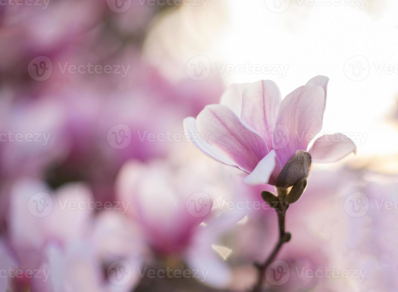 flor de loto magnolia foto